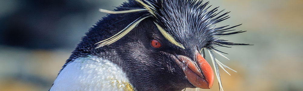 De l'Antarctique à l'Afrique - Le Lyrial - Ponant