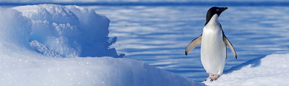 Emblématique Antarctique 11 jours - Le Lyrial - Ponant
