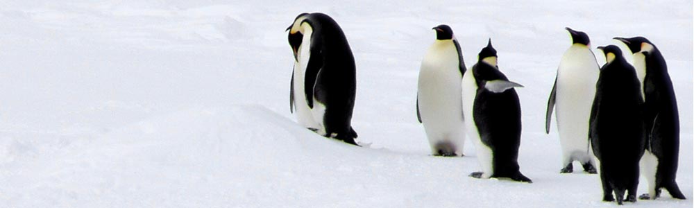 Du Chili à la péninsule Antarctique - Le Boréal - Ponant