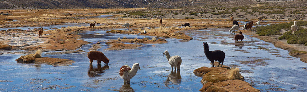 Lima / Punta Arenas - 1824 - Silver Cloud Expedition (Novembre 2017) - Silversea