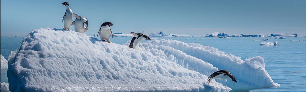 Antarctique - X911 - ms Zaandam - Holland America Line