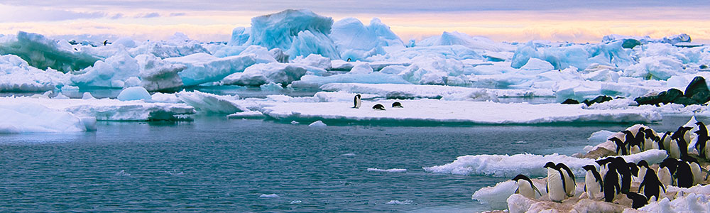 Antarctique - X910 - ms Zaandam - Holland America Line