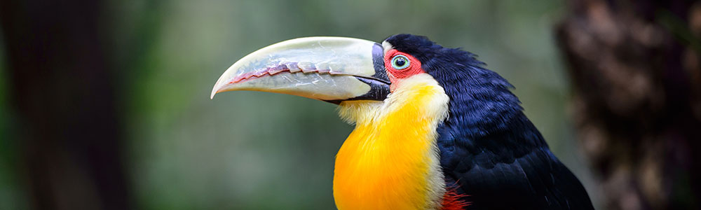 Beautés naturelles d'Amazonie - C071218 - Le Champlain - Ponant