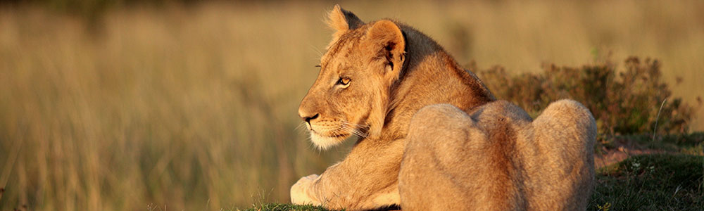 Grand Voyage : de Mombasa au Cap - 4907 - Silver Whisper - Silversea