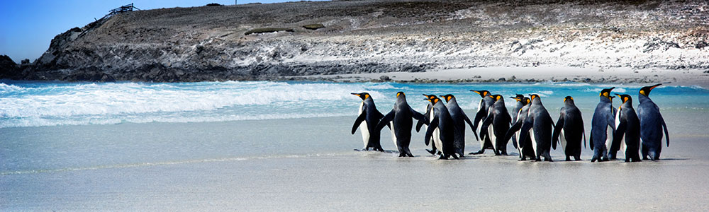 De l’Antarctique à l’Afrique - Y250220 - Le Lyrial - Ponant
