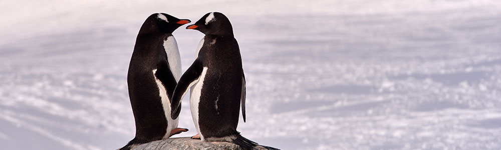 L'Antarctique emblématique - S190220 - Le Soléal - Ponant