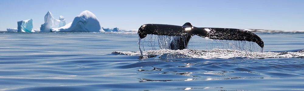 Emblématique Antarctique - Le Boréal - Ponant