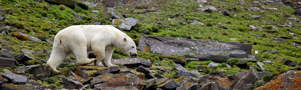 L?essentiel du Spitzberg - A280520 - L'Austral - Ponant