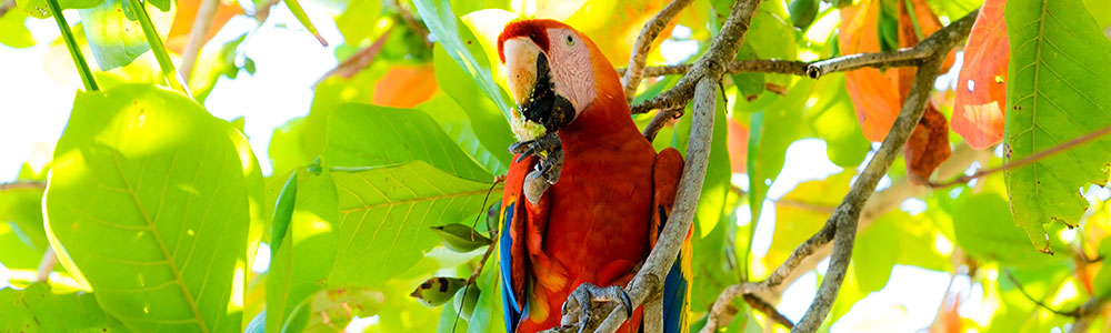 Parcs nationaux et canal de Panama - Le Dumont D'Urville - Ponant