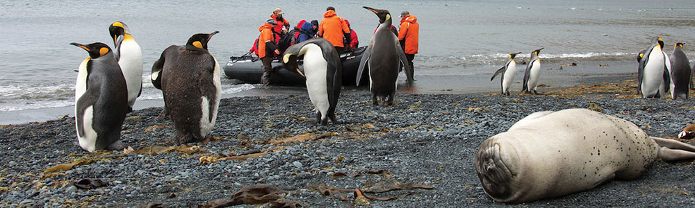 autour de Dunedin - E1201221014 - Silver Explorer - Silversea