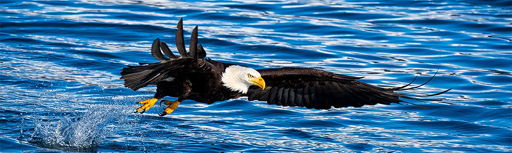 Koningsdam en Alaska II - ms Koningsdam - Holland America Line