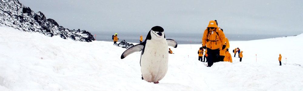 Antarctic Explorer: Discovering the 7th Continent (O. E) - Ocean Endeavour - Quark Expeditions