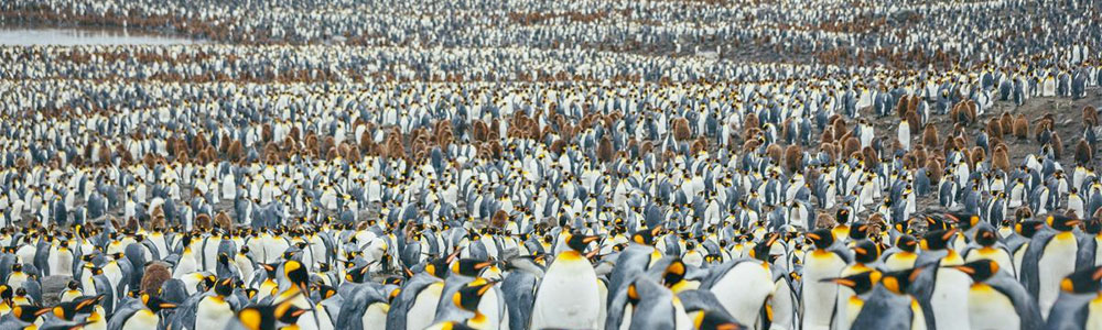 South Georgia and Antarctic Peninsula: Penguin Safari (O. D) - Ocean Diamond - Quark Expeditions