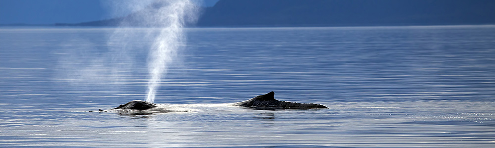 Alaska 2021 bis