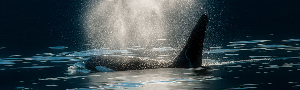 Les Glaciers d'Alaska - EC07A174 - Celebrity Eclipse® (Classe Solstice) - Celebrity Cruises®