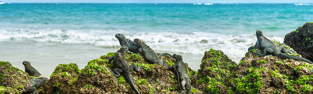 Les Galapagos : Boucle Extérieure - FL07G015 - Celebrity Flora? - Celebrity Cruises®