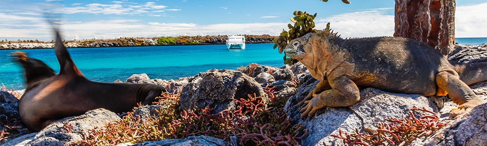 Les Galapagos : Vers le Sud - XP07G021 - Celebrity Xpedition? - Celebrity Cruises