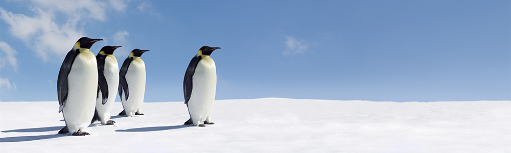La Péninsule Antarctique - V165