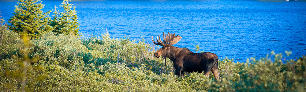 Une semaine en Alaska