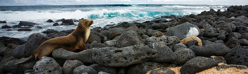 Les Galapagos : Boucle Intérieure - FL07G016 - Celebrity Flora? - Celebrity Cruises®