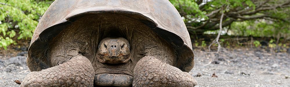 Les Galapagos : Vers le Nord - XP07G018 - Celebrity Xpedition? - Celebrity Cruises®