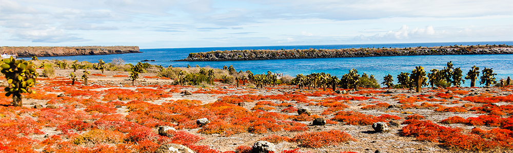 Les Galapagos : Vers le Nord - XP07G026