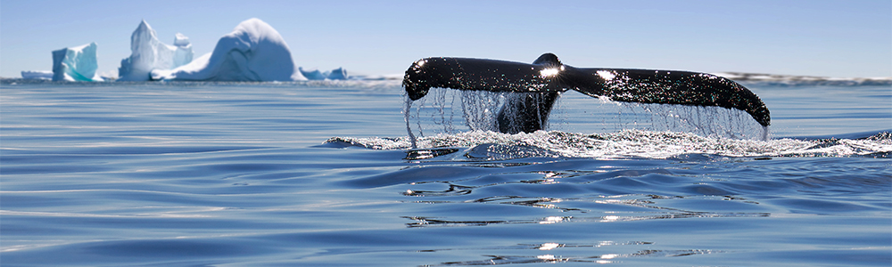 La Péninsule Antarctique - V210