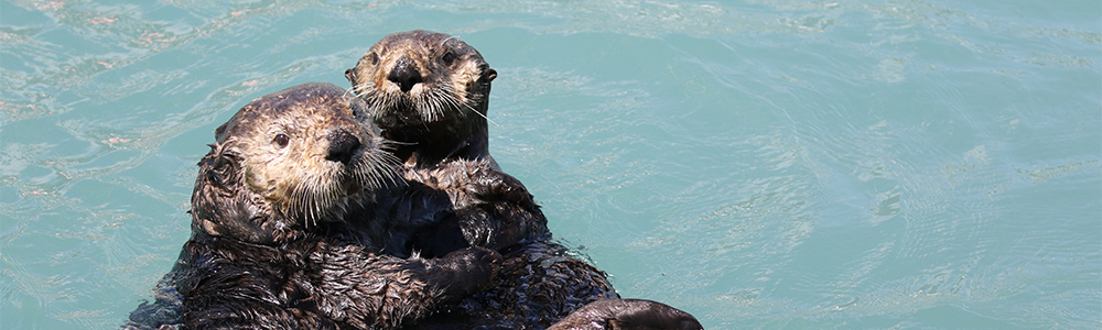 Alaska - ML07A157 - Celebrity Millenium® (Classe Millenium) - Celebrity Cruises®