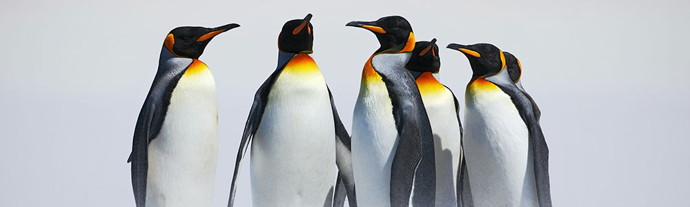 L'Antarctique emblématique - A281120 - L'Austral - Ponant
