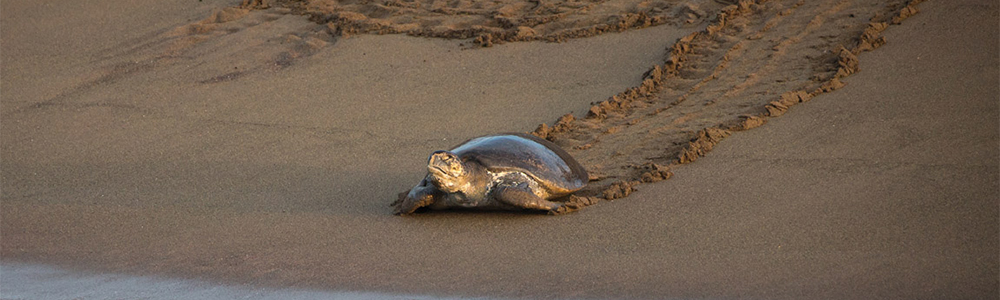 Baltra / San Cristobal - OR20112800 - Silver Origin - Silversea