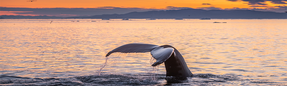 Reykjavik / Kangerlussuaq - E421072901