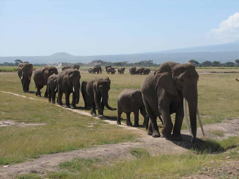 SAFARI DREAM AVEC CHUTES VICTORIA - 13J/10N - 2017