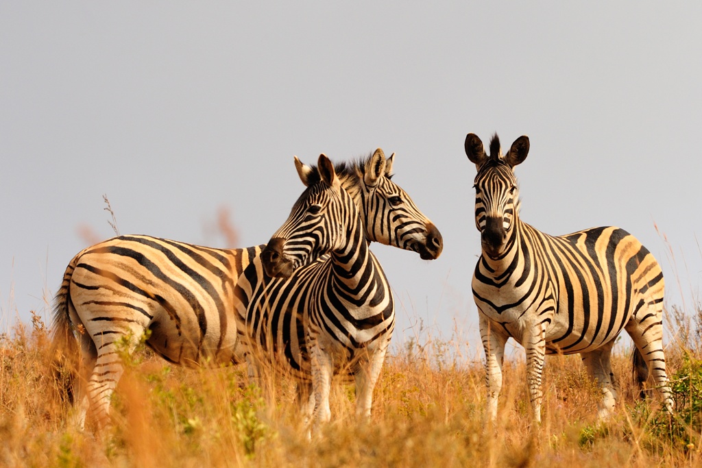 RÊVES D'AFRIQUE DU SUD