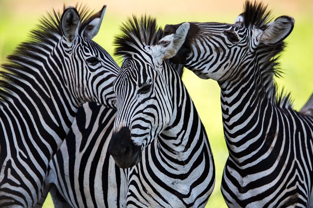 SAFARI DREAM - 10J/7N