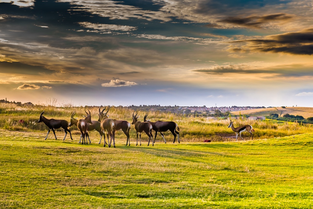 SAFARI DREAM, CHUTES VICTORIA & PARC CHOBE 14J/11N