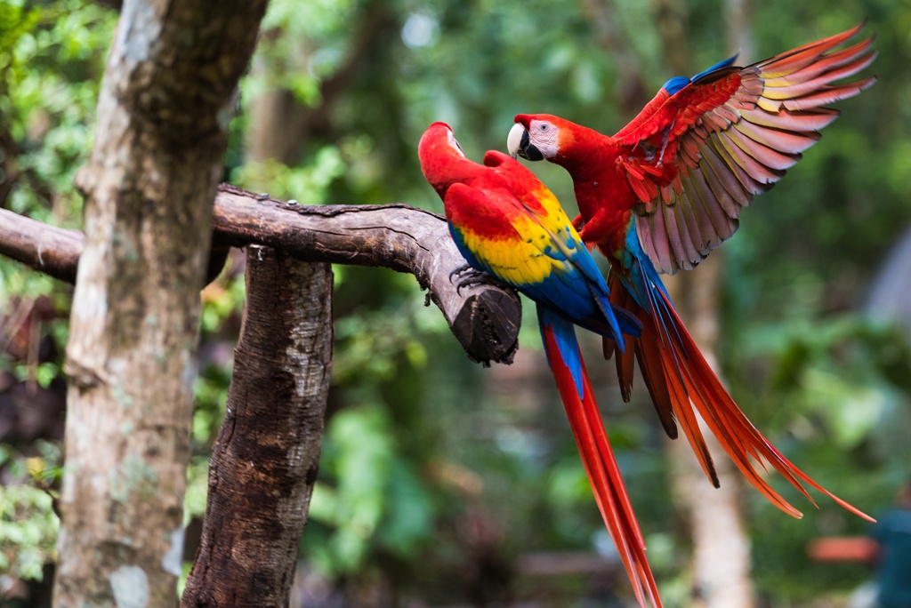 COULEURS DU COSTA RICA - 16J/14N - Limité à 12 pers.