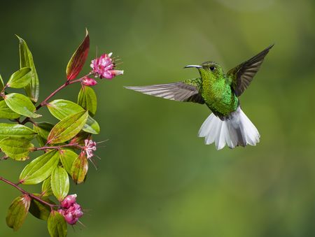 Autotours Splendeurs du Costa Rica 10J/08N - 2023