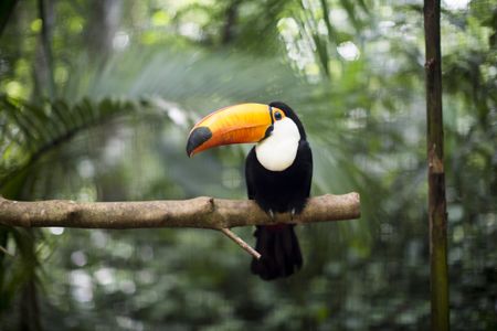 Douceurs du Costa Rica & extension Playa Tambor 14J/12N - 2023