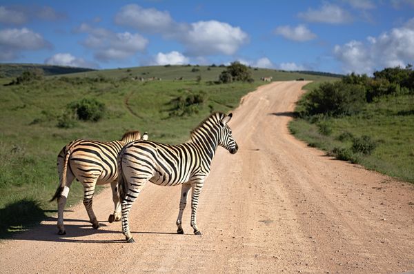 Splendeurs d'Afrique du Sud & Extension Chutes Victoria 14J/11N - 2023