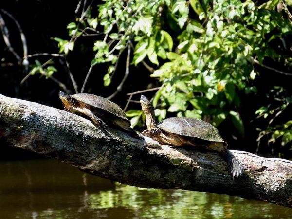 Immersion au Costa Rica & Extension Parc National Manuel Antonio 15J/13N - 2023