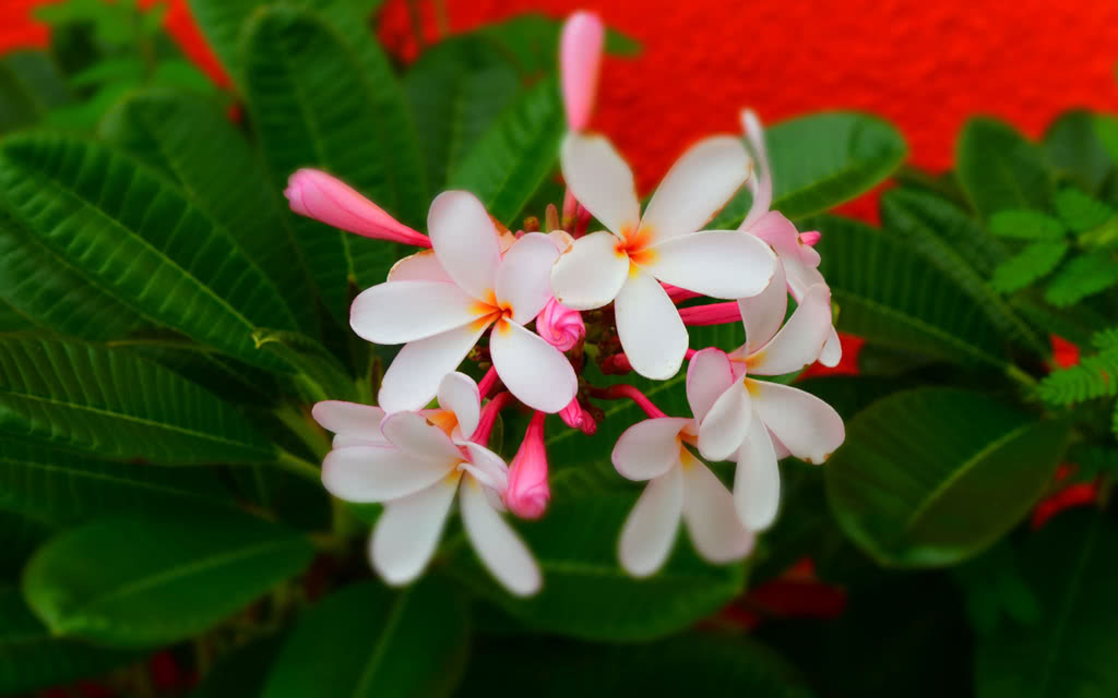 COMBINE 2 ILES RÉUNION + MAURICE : Autotour Découverte+ Flowers of Paradise Mru - 10 Nuits