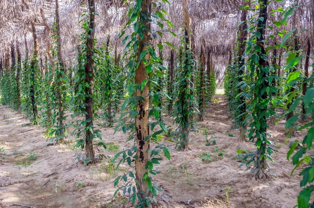 Circuit Privé Saveurs khmères (cat. confort) - Cambodge
