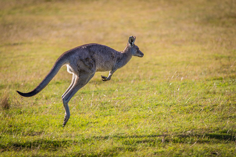 (Image) image Australie kangourou it