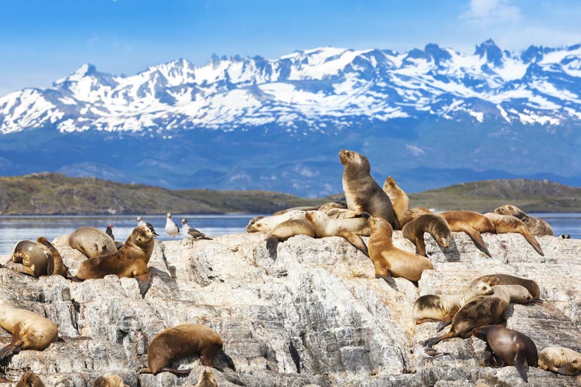 (Image) Image Argentine Ushuaia Beagle it