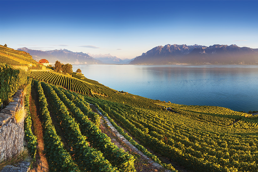 (Image) image Suisse vignoble au bord du lac Leman as_389590371