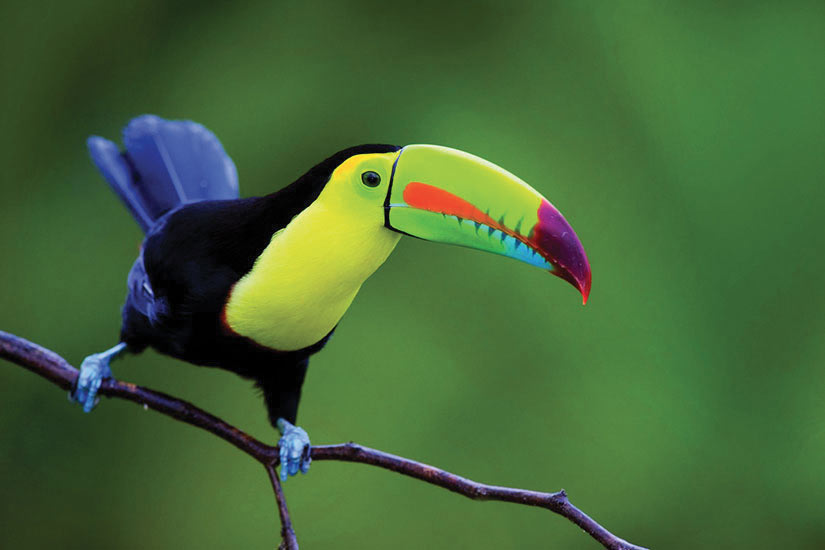 (Image) image Costa Rica Toucan bec Keel it