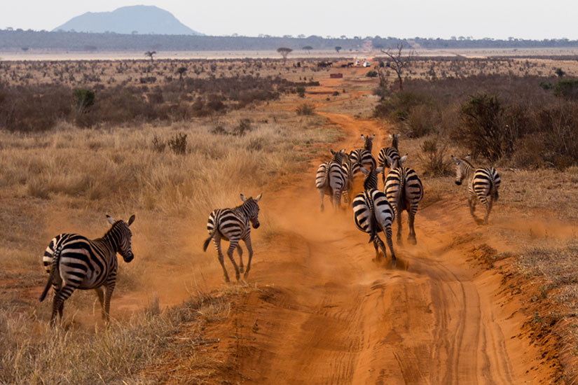 (Image) image Kenya zebres fo