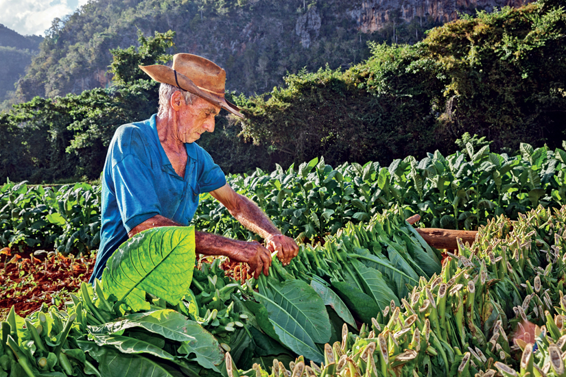 (Image) image Cuba vinales tabac recolteur paysan 77 as_101934264
