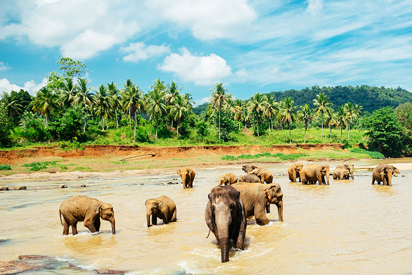 (Image)-image-Sri-Lanka-Elephant-Pinnawala-Orphelinat-88-it_65174597-09032017.jpg - Photo