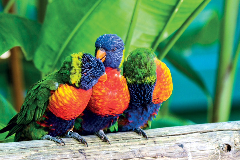 (Image) image Ile caraibe guadeloupe perroquets multicolores loris swanson 39 fo_32130148
